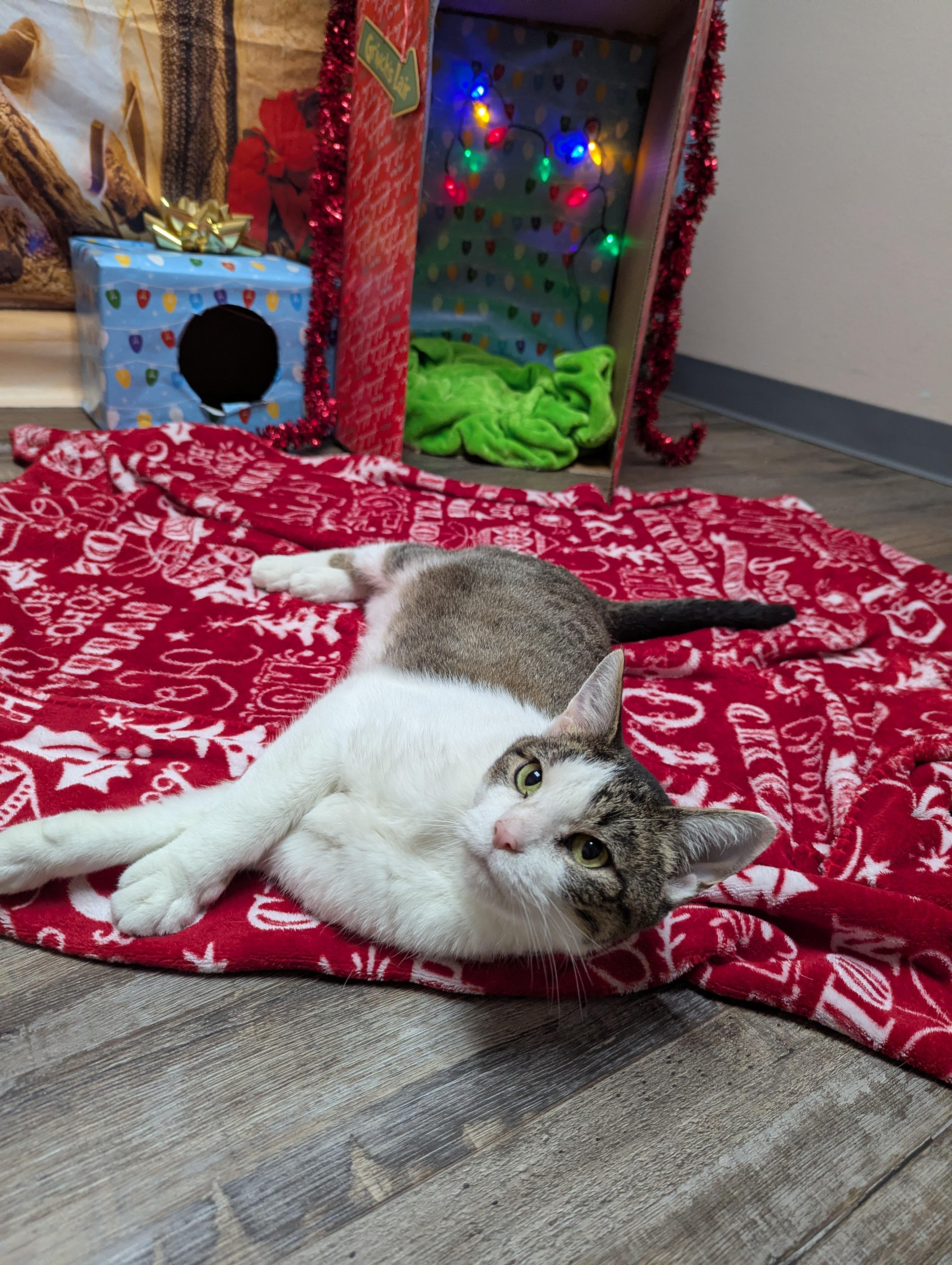 Enlarge Karen, a Adoptable Domestic Short Hair in Oconto, WI image 5/5