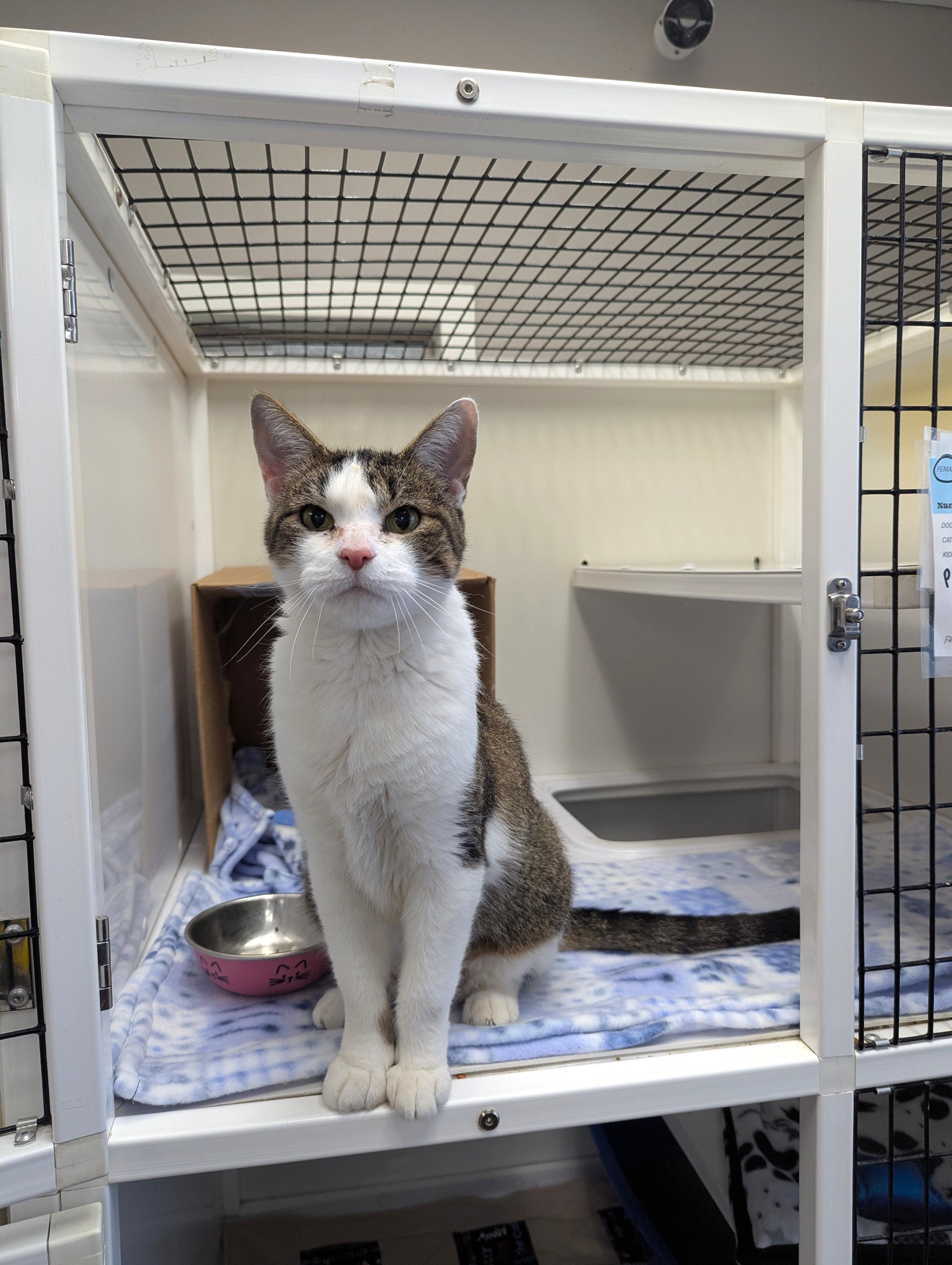 Karen, a Adoptable Domestic Short Hair in Oconto, WI image 3/6