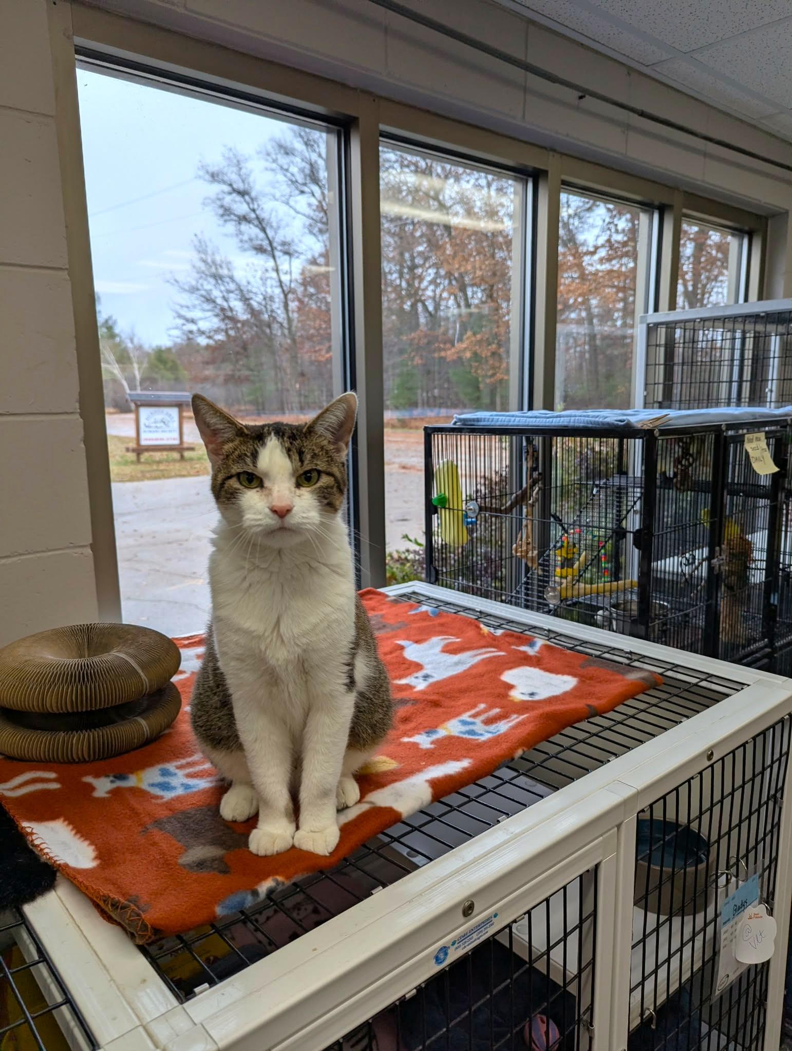 Karen, a Adoptable Domestic Short Hair in Oconto, WI image 4/6