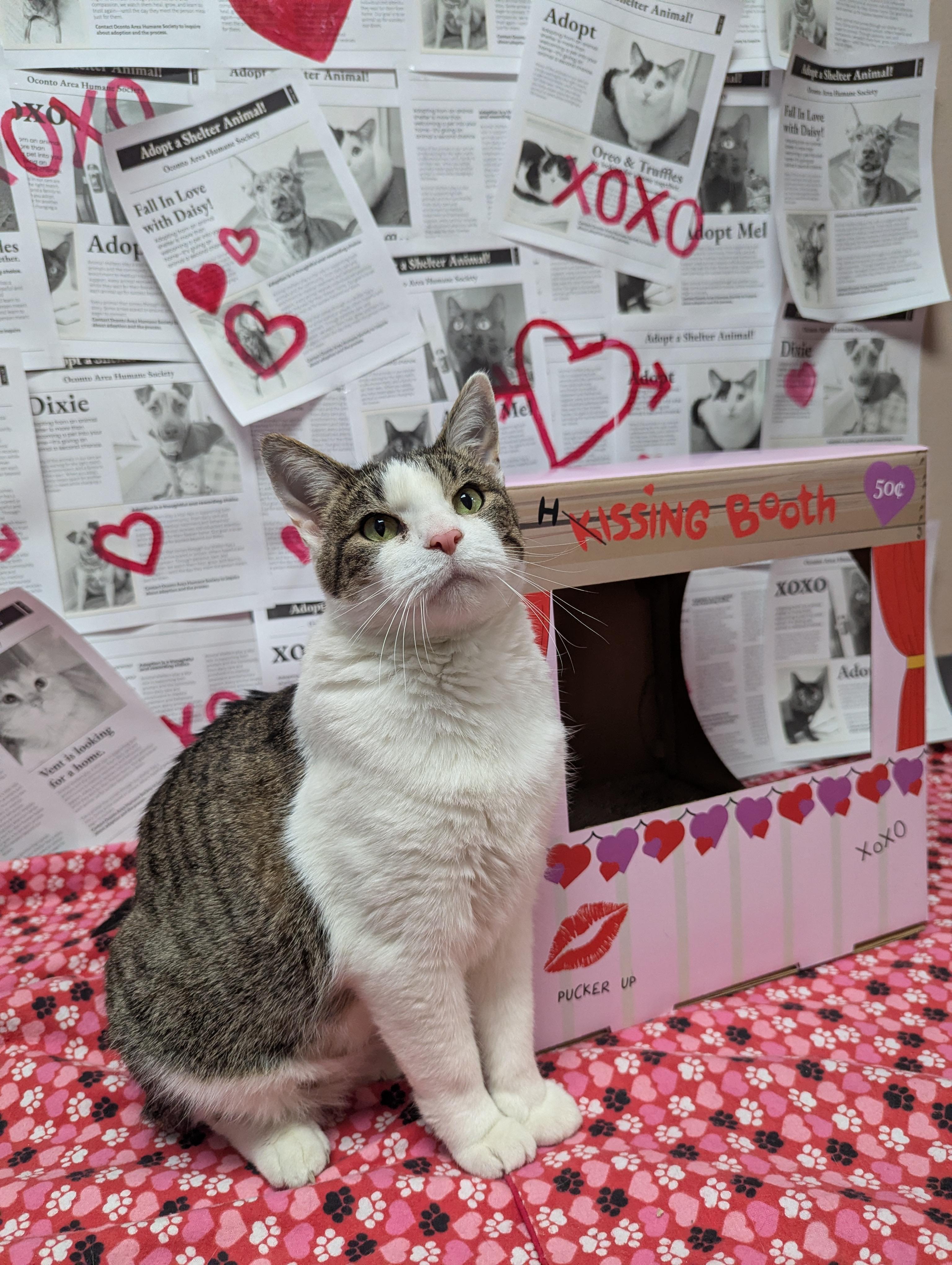 Enlarge Karen, a Adoptable Domestic Short Hair in Oconto, WI image 2/6