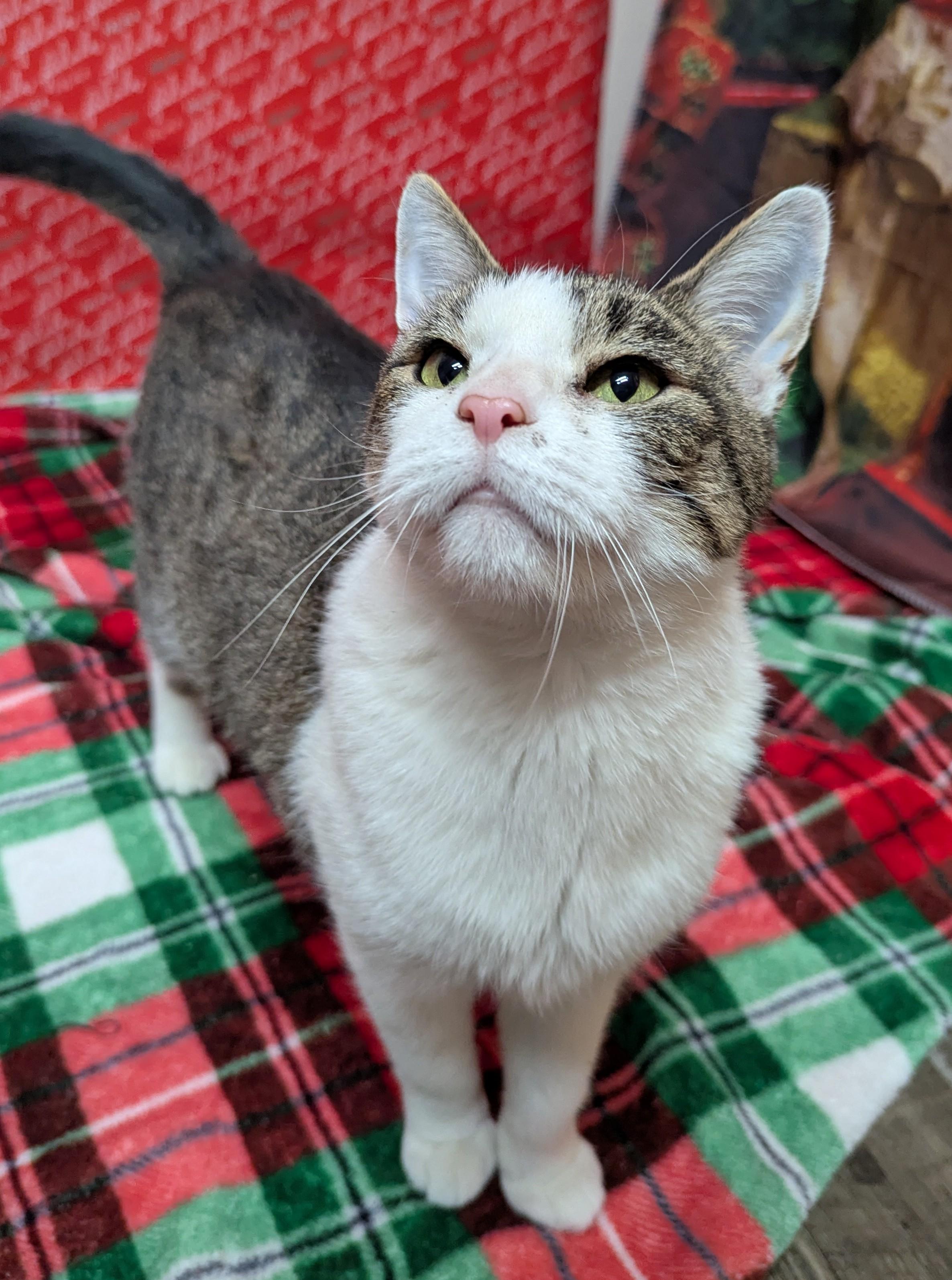 Enlarge Karen, a Adoptable Domestic Short Hair in Oconto, WI image 2/5