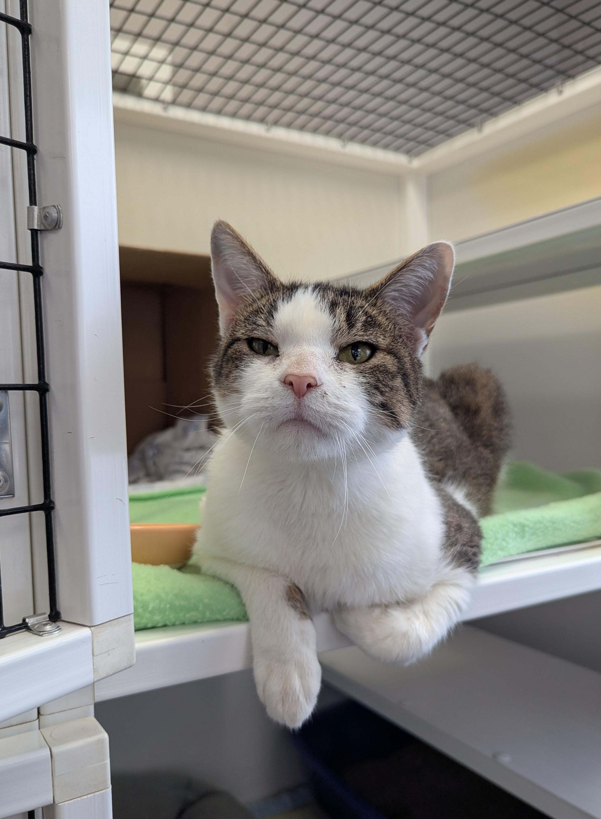 Karen, Adoptable, Adult Female Domestic Short Hair.