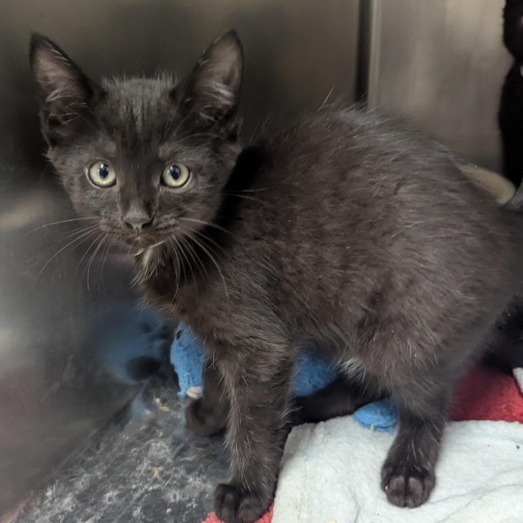 Violet, Adoptable, Kitten Female Domestic Short Hair.