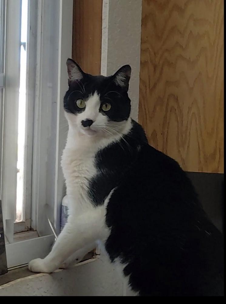 Buddy, Adoptable, Adult Male Domestic Short Hair.