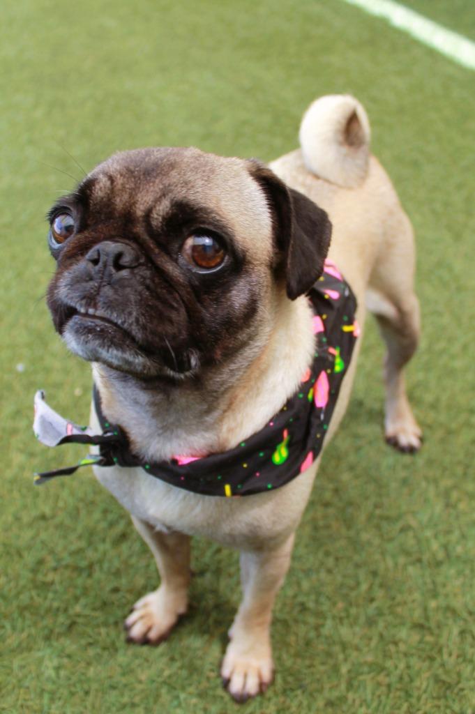 Bump, Adoptable, Adult Female Pug.