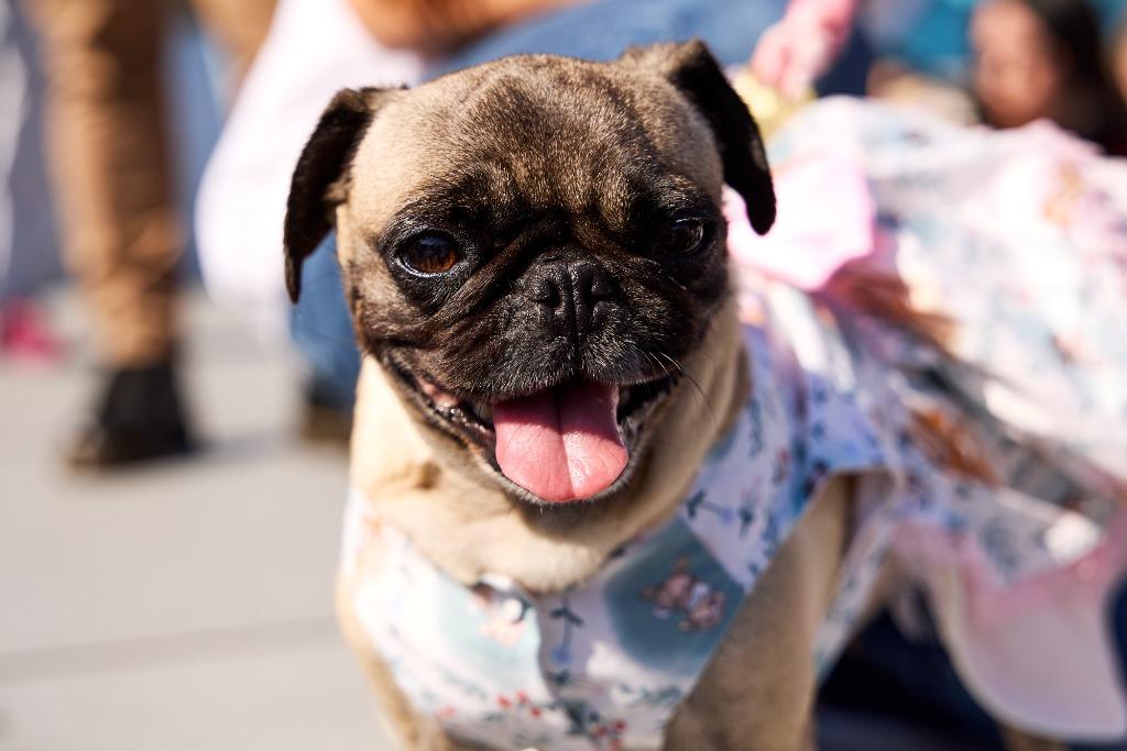 Bump, a Adoptable Pug in Gardena, CA image 2/6