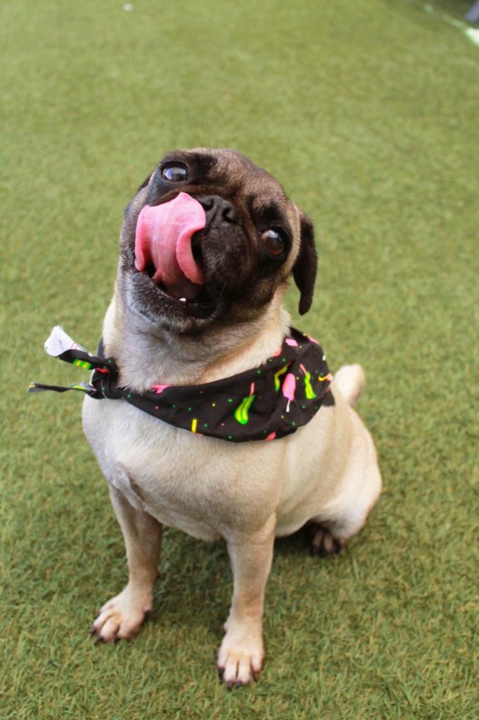 Bump, a Adoptable Pug in Gardena, CA image 3/6