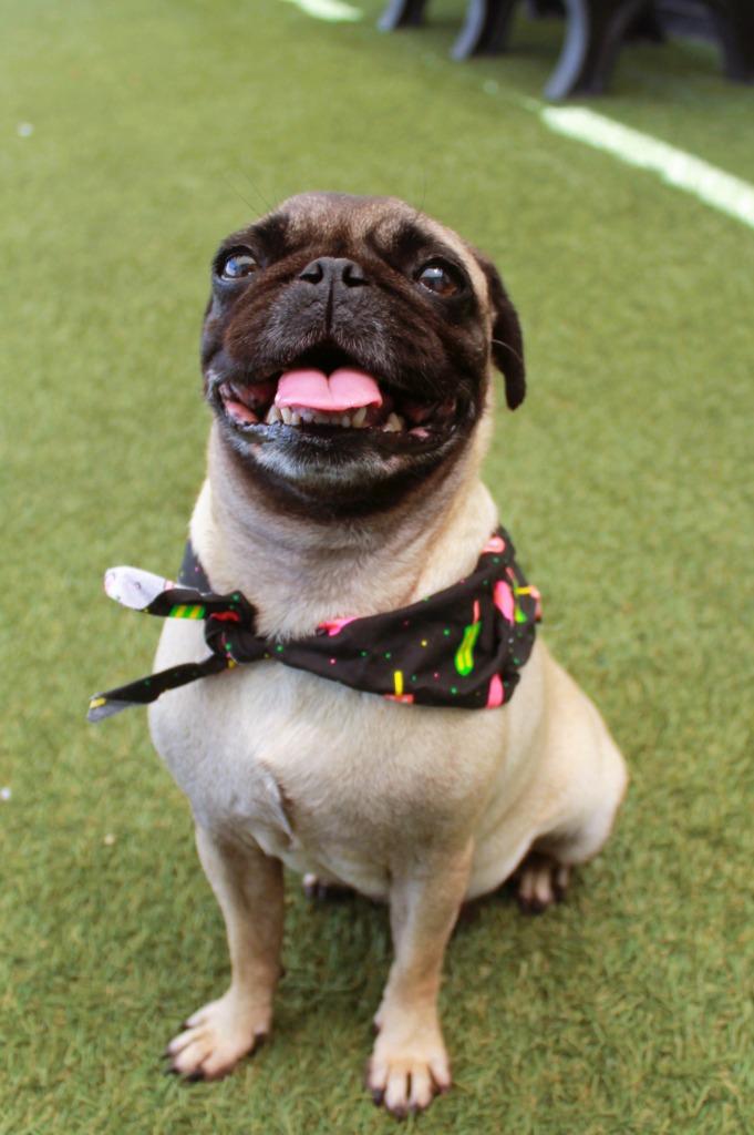 Bump, a Adoptable Pug in Gardena, CA image 4/6