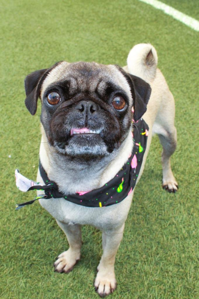 Bump, a Adoptable Pug in Gardena, CA image 5/6
