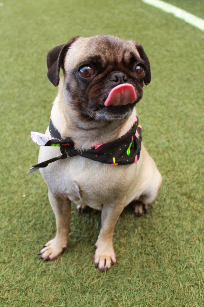 Bump, a Adoptable Pug in Gardena, CA image 6/6