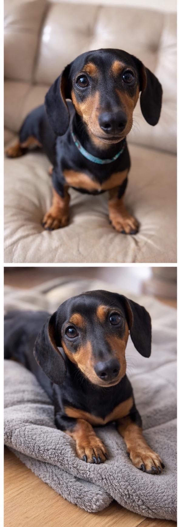 Chief, adopted, Puppy Male Dachshund.
