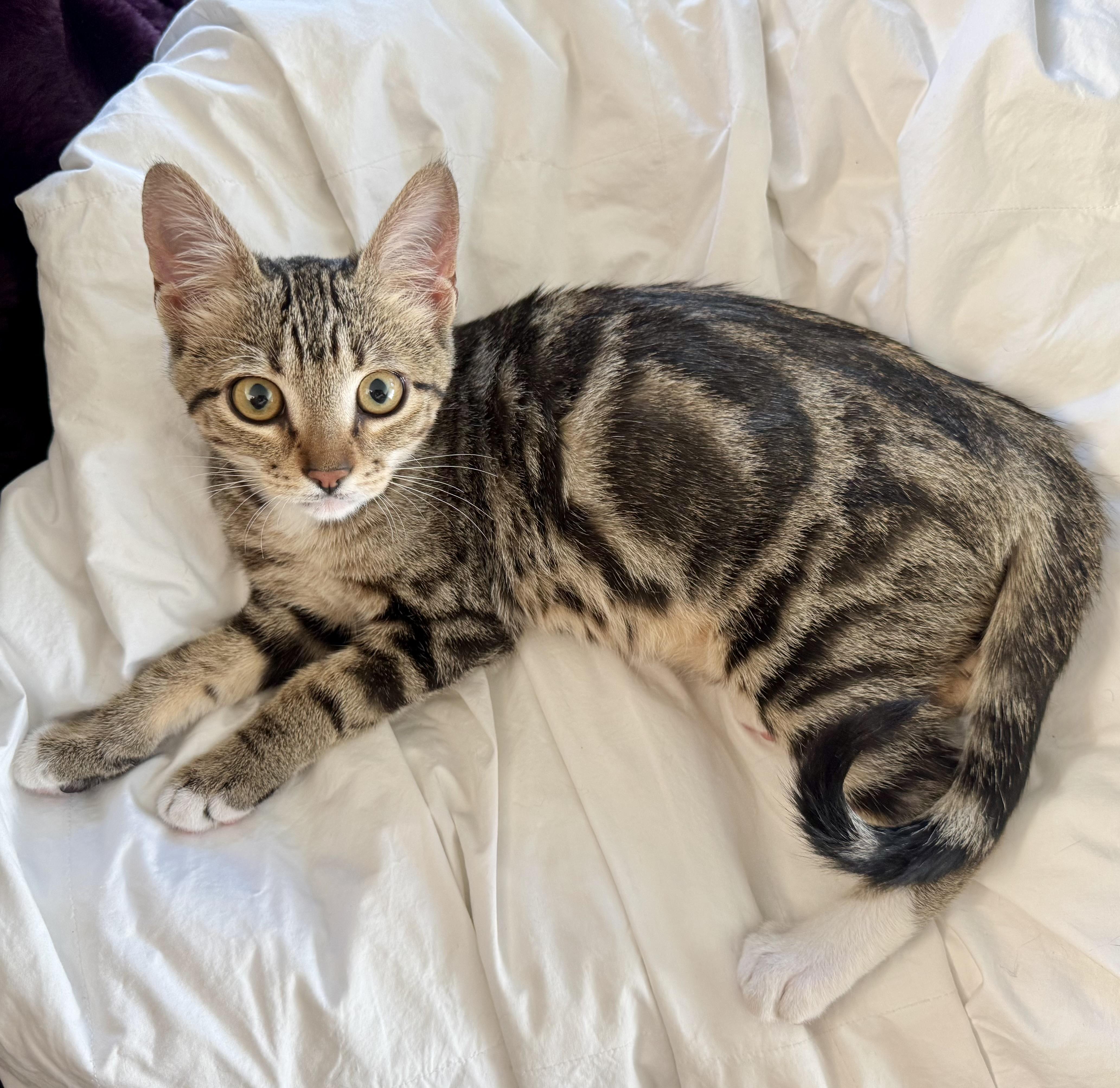 Mitzy (social butterfly / lap cat / purrfect), Baby Female unknown