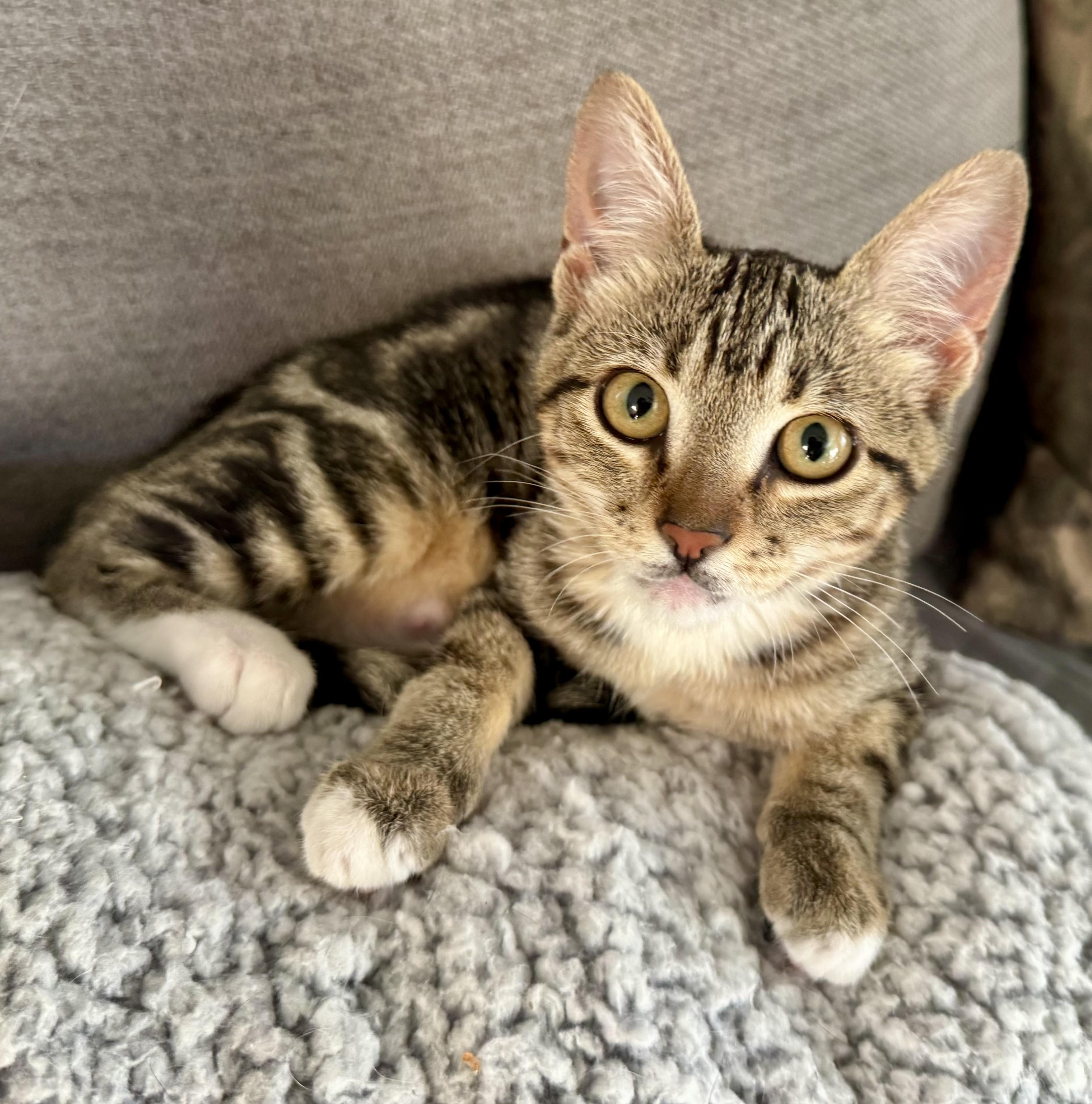 Mitzy (social butterfly / lap cat / purrfect) photo 3
