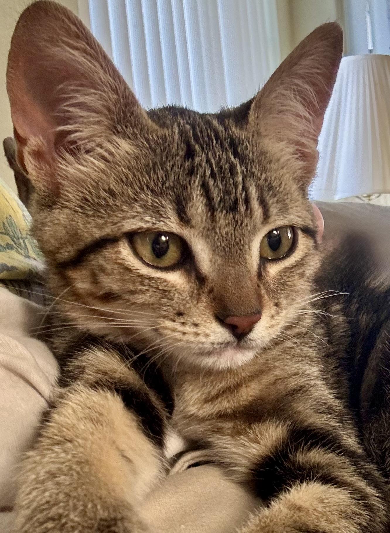 Mitzy (social butterfly / lap cat / purrfect) photo 2