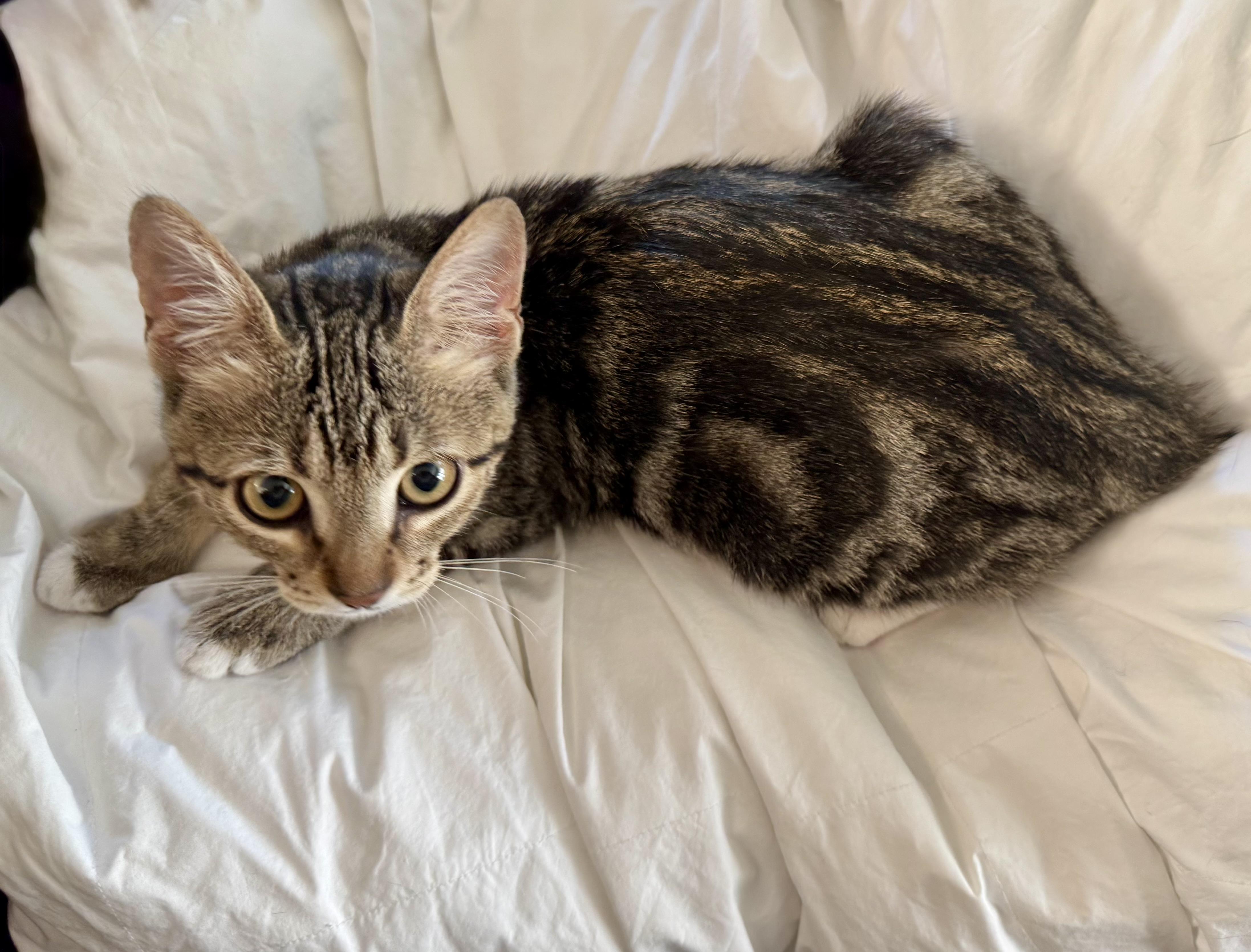 Mitzy (social butterfly / lap cat / purrfect) photo 4