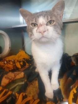 Enlarge Jasper, a Adoptable mixed breed in Grand Forks, ND image 2/3