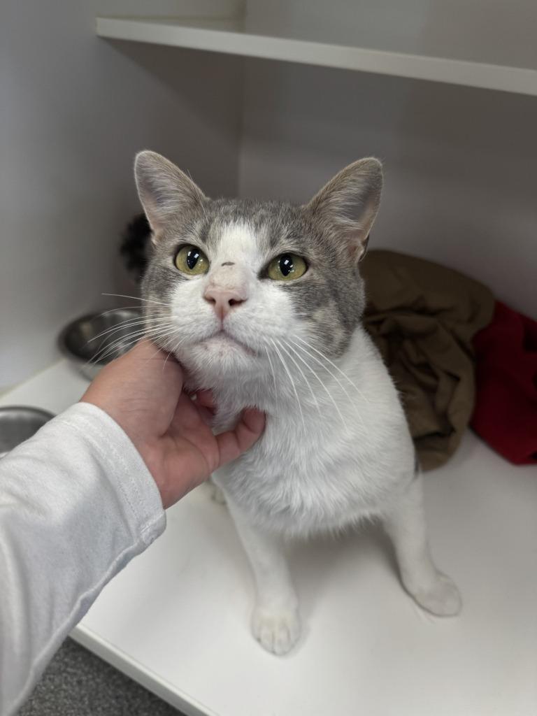 Enlarge Jasper, a Adoptable mixed breed in Grand Forks, ND image 3/3