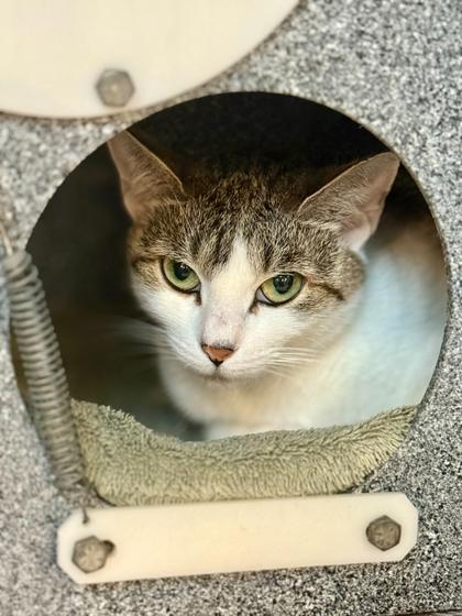 Emma, Adoptable, Adult Female Domestic Short Hair & Domestic Short Hair.