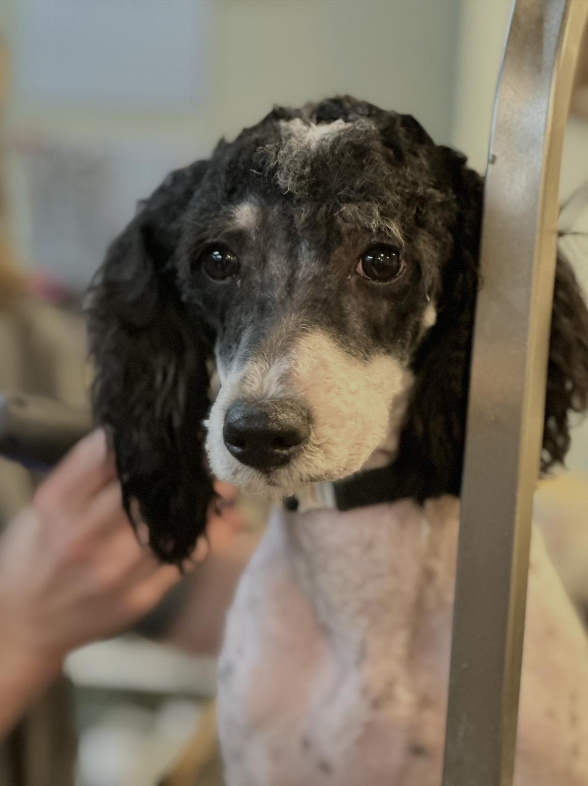 Sephora, ADOPTABLE, Puppy Female Bernadoodle.
