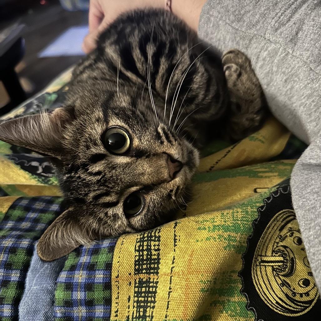 Boots, Adoptable, Young Male Domestic Short Hair.