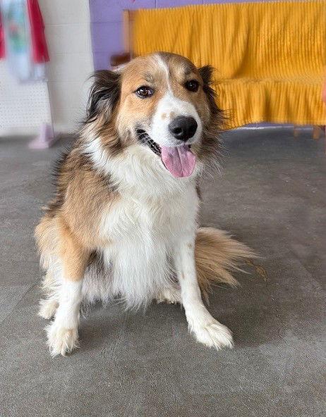 Enlarge **JEANS**, a Adopted Collie in North Prairie, WI image 1/3