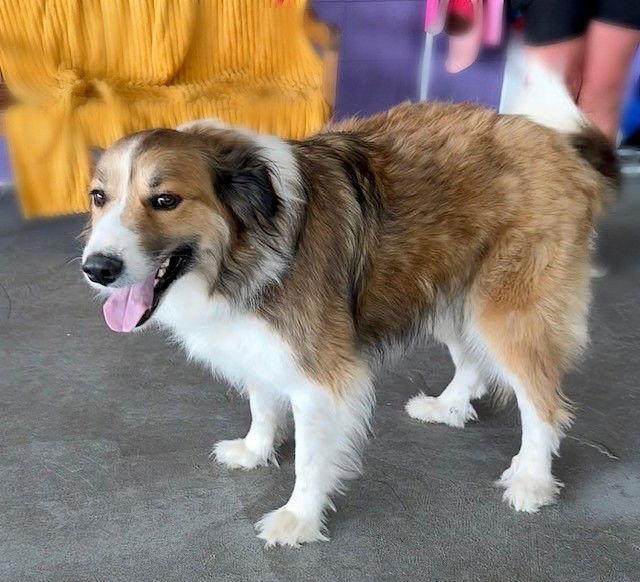Enlarge **JEANS**, a Adopted Collie in North Prairie, WI image 2/3