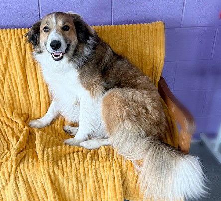 Enlarge **JEANS**, a Adopted Collie in North Prairie, WI image 3/3