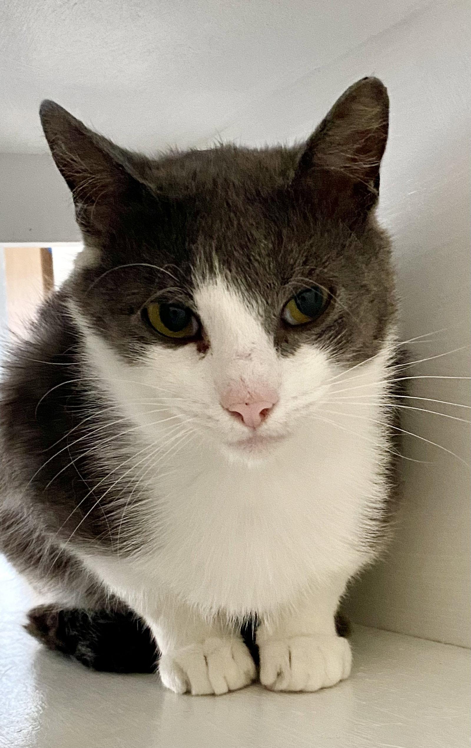 Enlarge Saint, a Adoptable Domestic Short Hair in Fargo, ND image 1/1
