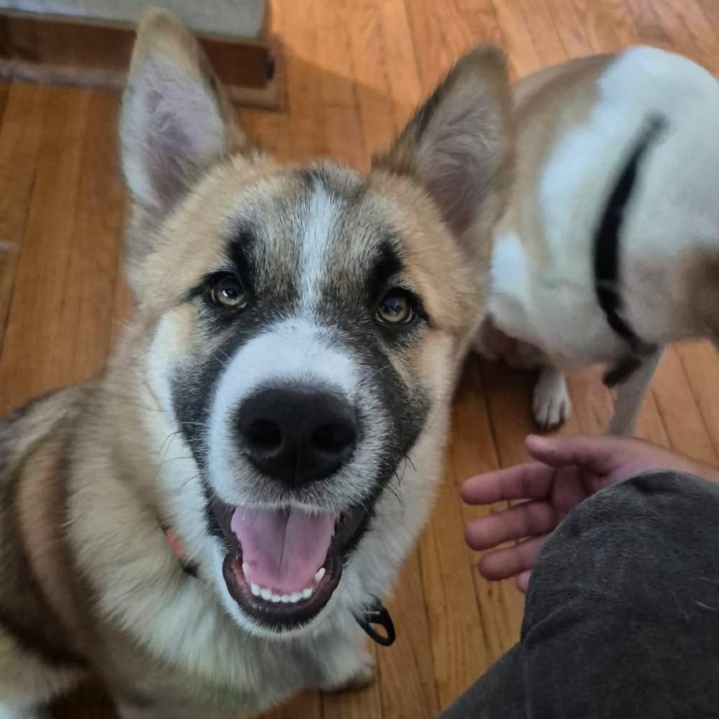Kilo, Adoptable, Puppy Male Akita & Mixed Breed.