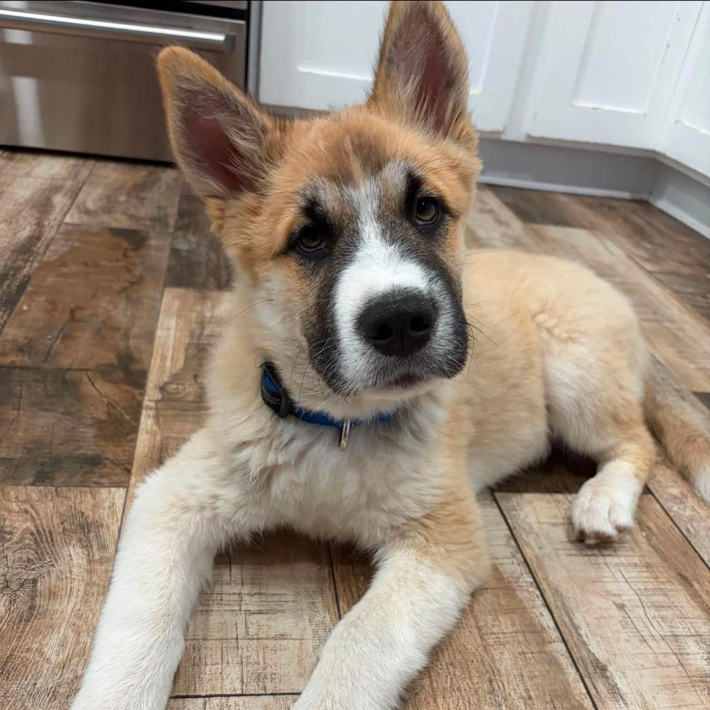 Kilo, a Adoptable mixed breed in Alma, WI image 2/6
