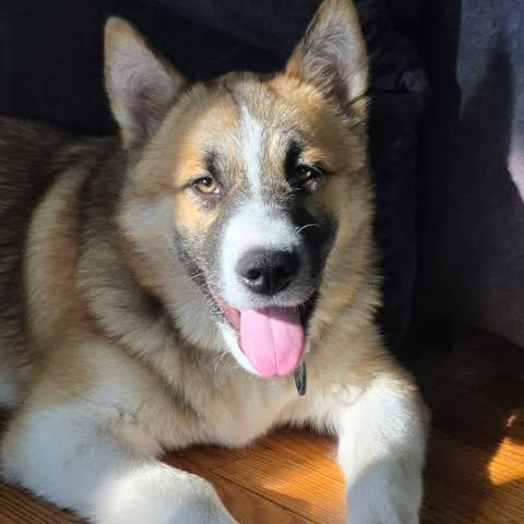 Kilo, a Adoptable mixed breed in Alma, WI image 3/6