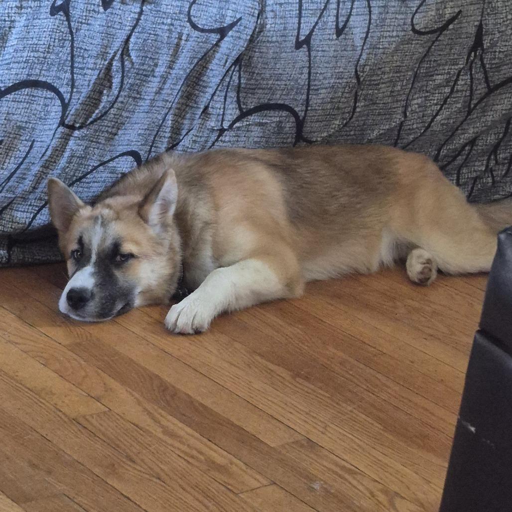 Kilo, a Adoptable mixed breed in Alma, WI image 4/6