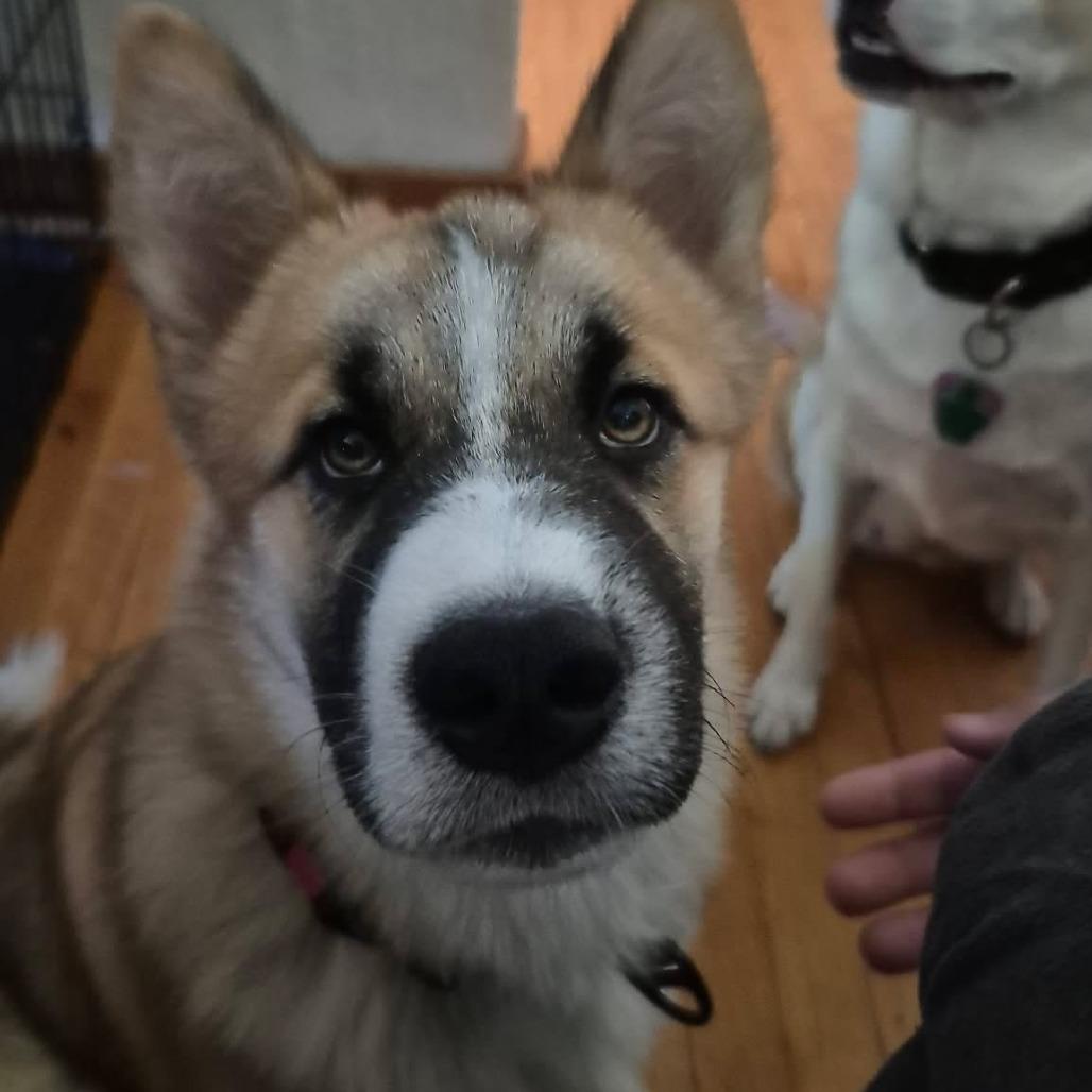 Kilo, a Adoptable mixed breed in Alma, WI image 6/6