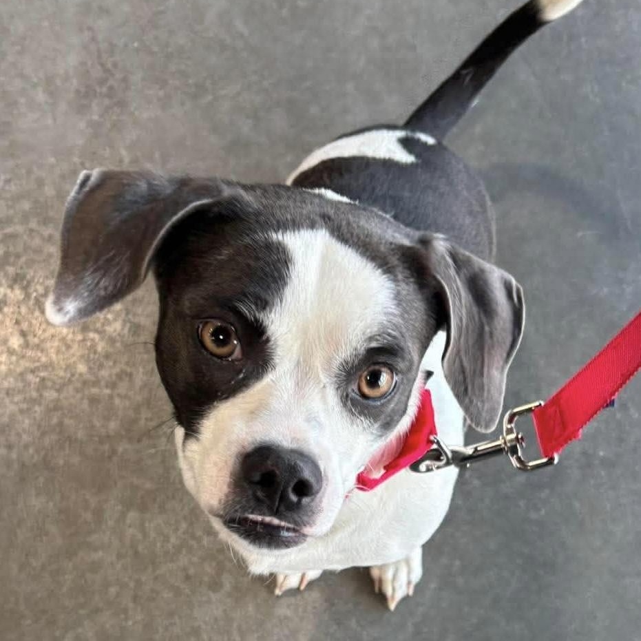 Bubbles, a ADOPTABLE Puggle in Olathe, KS image 4/6
