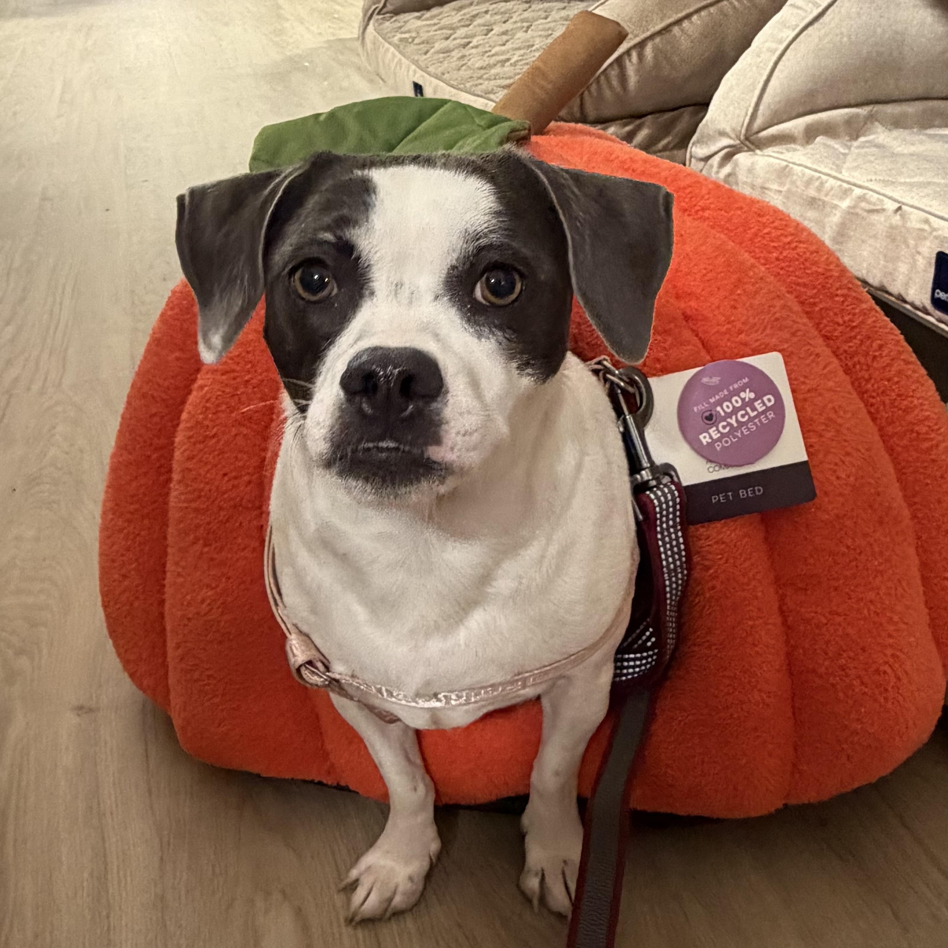 Bubbles, a ADOPTABLE Puggle in Olathe, KS image 3/6