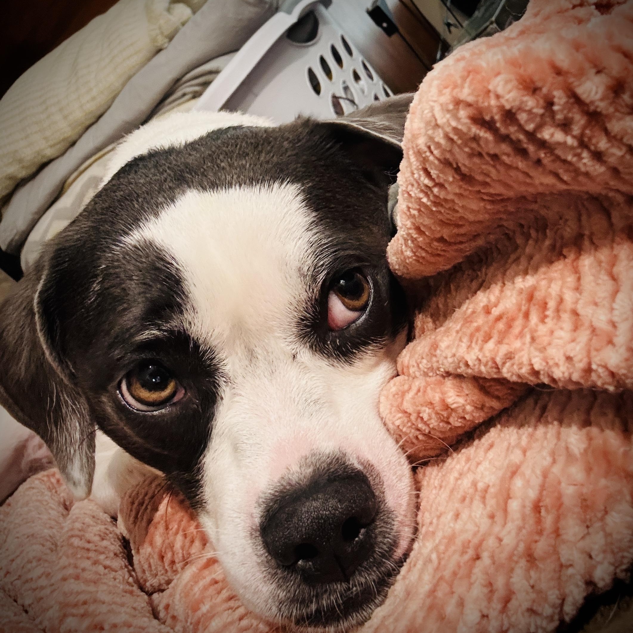 Bubbles, a ADOPTABLE Puggle in Olathe, KS image 6/6