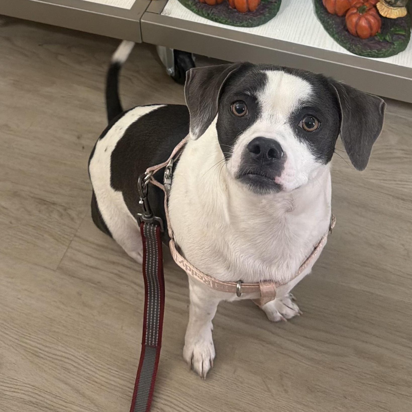 Bubbles, a ADOPTABLE Puggle in Olathe, KS image 5/6