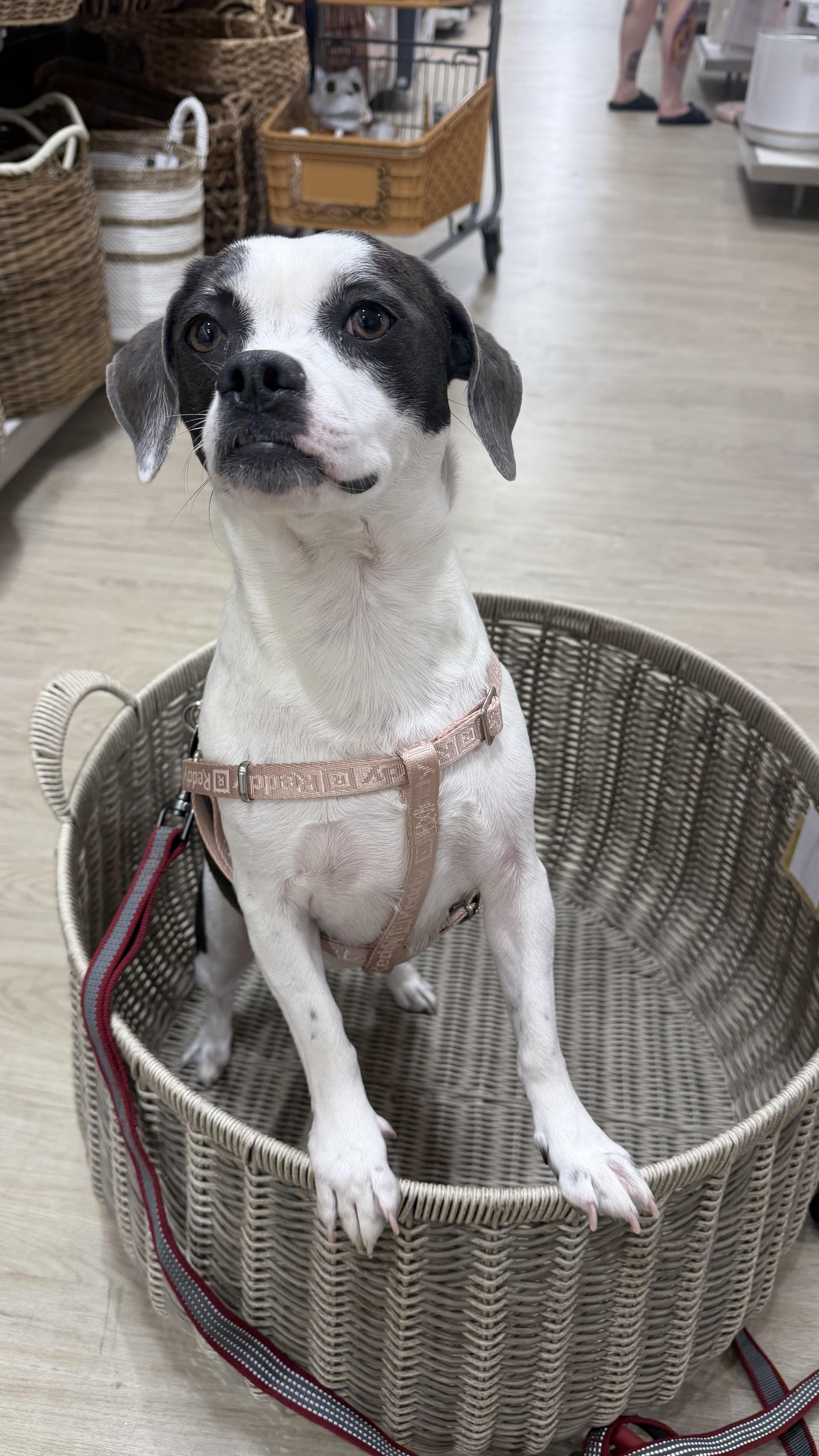 Bubbles, a ADOPTABLE Puggle in Olathe, KS image 2/6