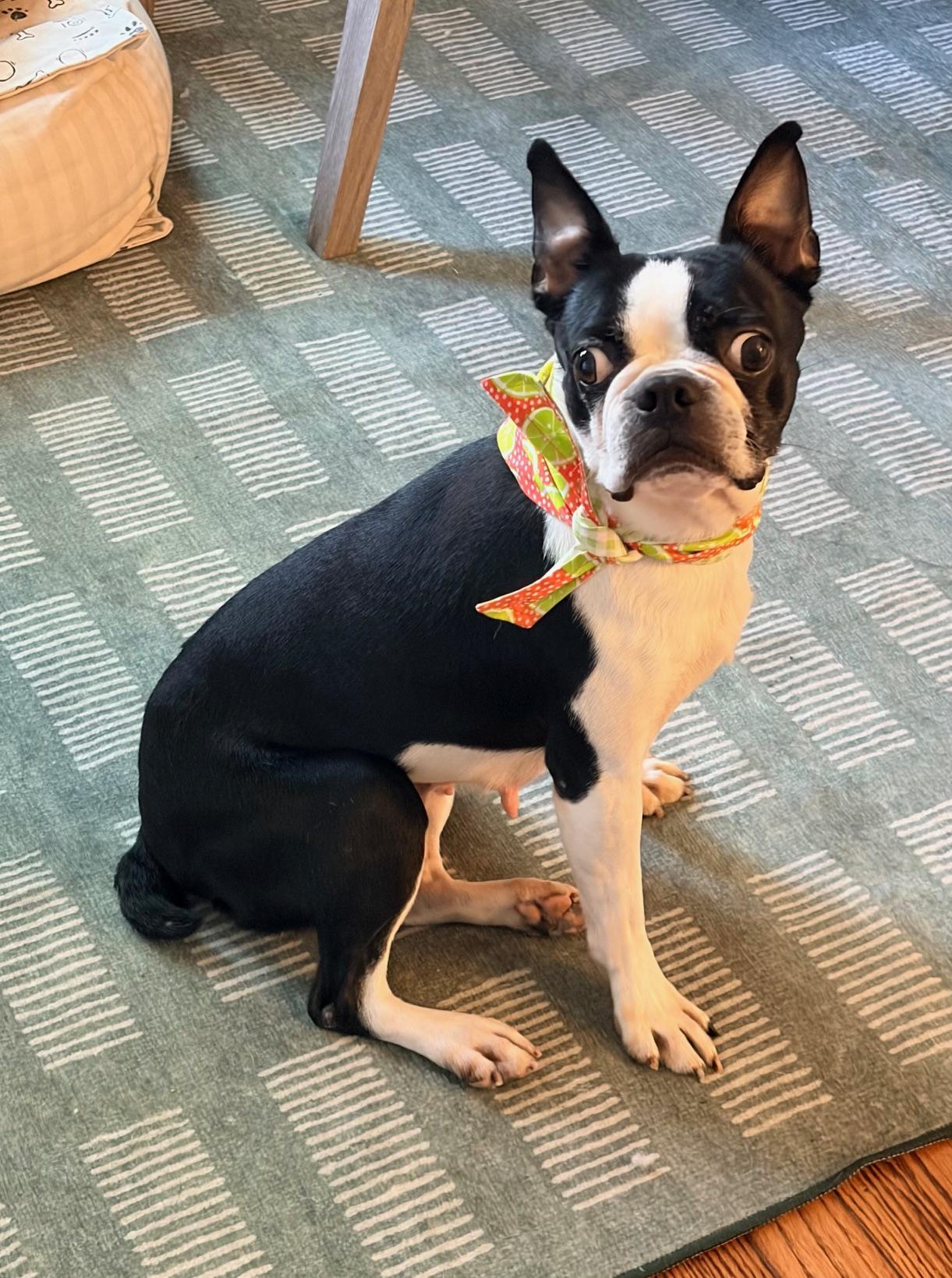 Enlarge Oreo in IA, a ADOPTABLE Boston Terrier in Des Moines, IA image 4/6