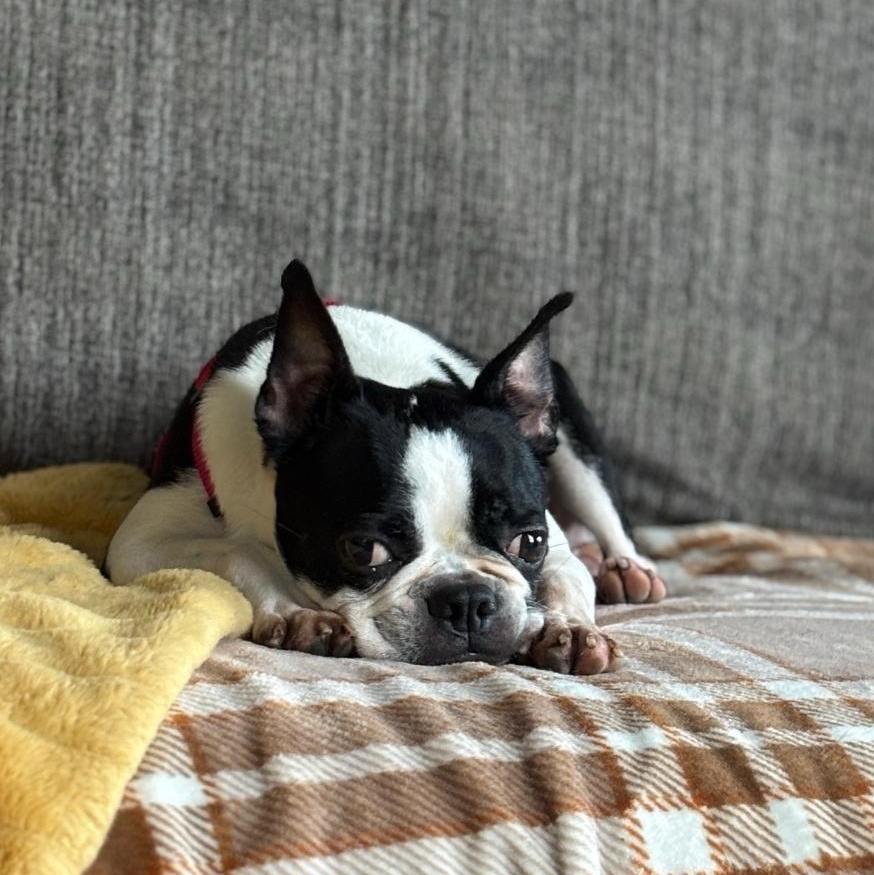 Enlarge Oreo in IA, a ADOPTABLE Boston Terrier in Des Moines, IA image 3/5