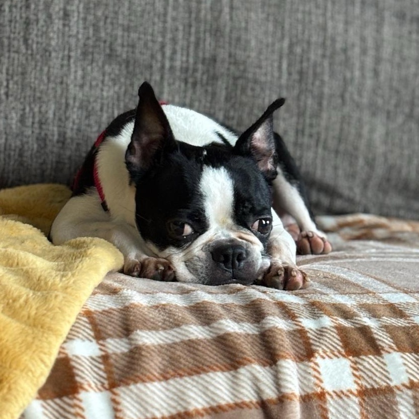 Enlarge Oreo in IA, a ADOPTABLE Boston Terrier in Des Moines, IA image 2/6