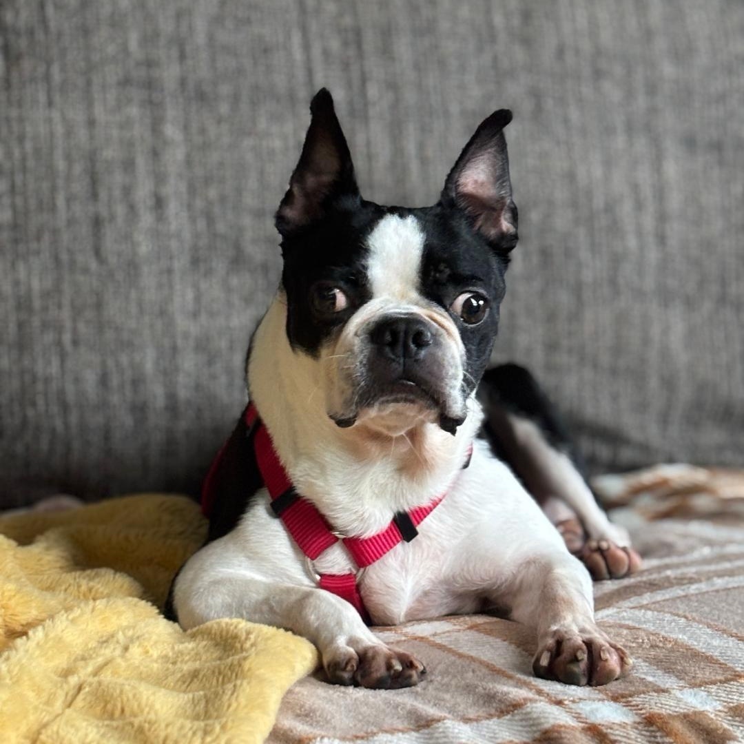 Oreo in IA, ADOPTABLE, Adult Female Boston Terrier.