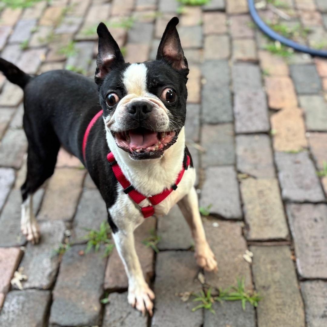 Enlarge Oreo in IA, a ADOPTABLE Boston Terrier in Des Moines, IA image 4/5