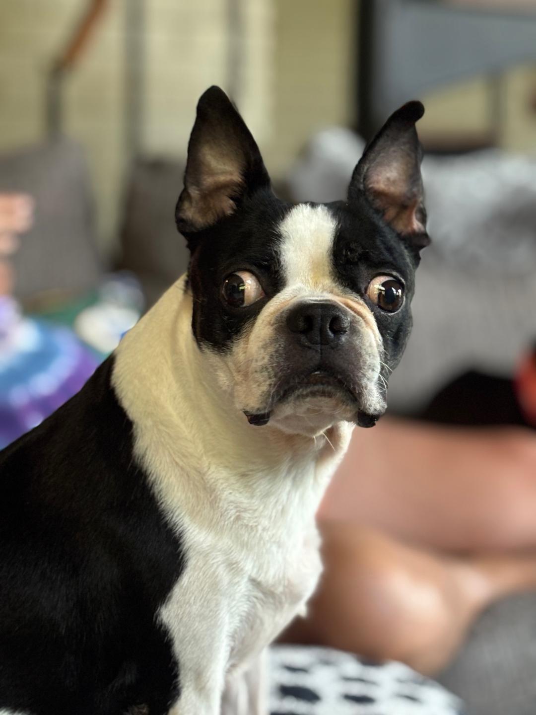 Enlarge Oreo in IA, a ADOPTABLE Boston Terrier in Des Moines, IA image 2/5