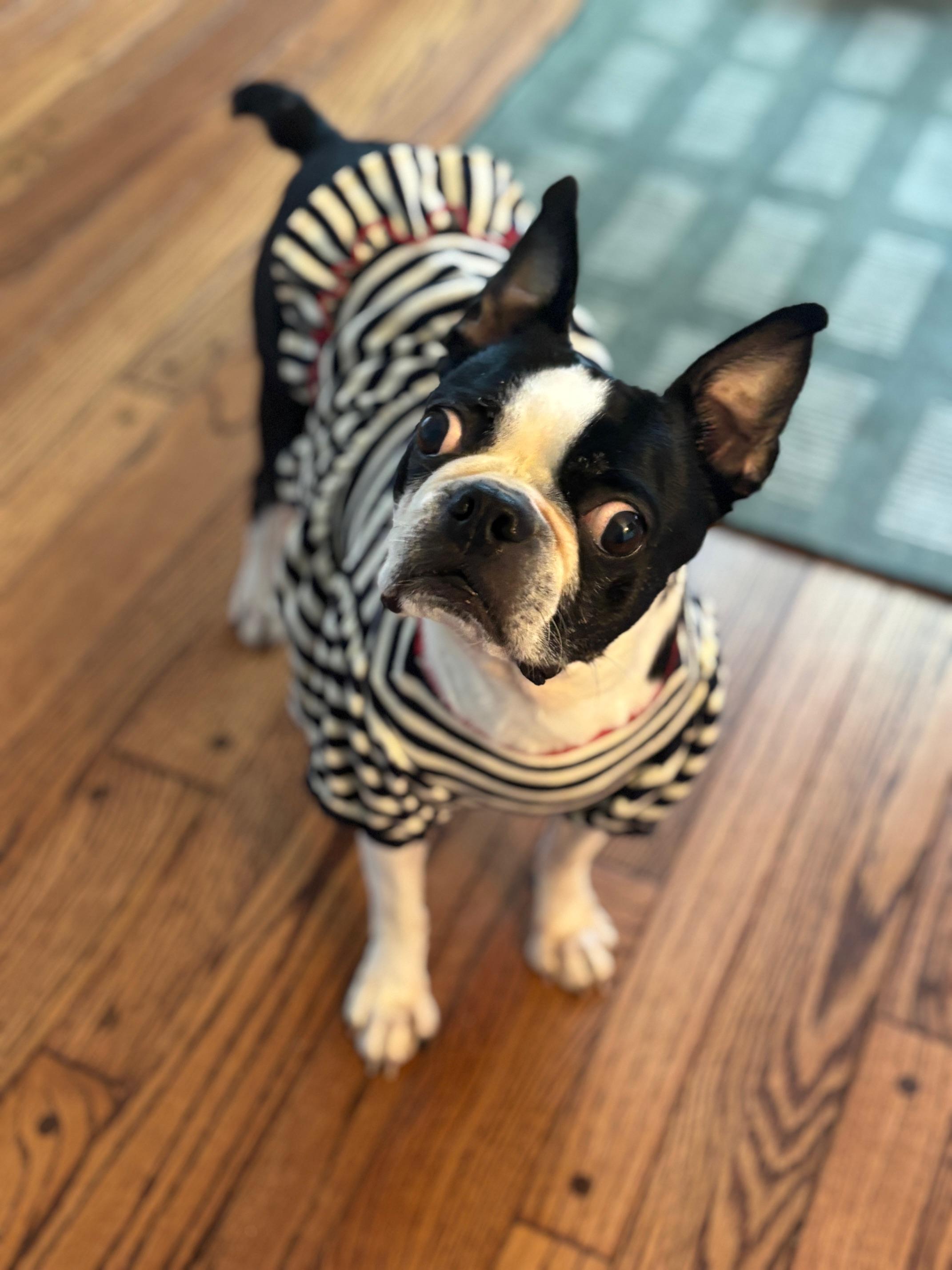 Oreo in IA, ADOPTABLE, Adult Female Boston Terrier.