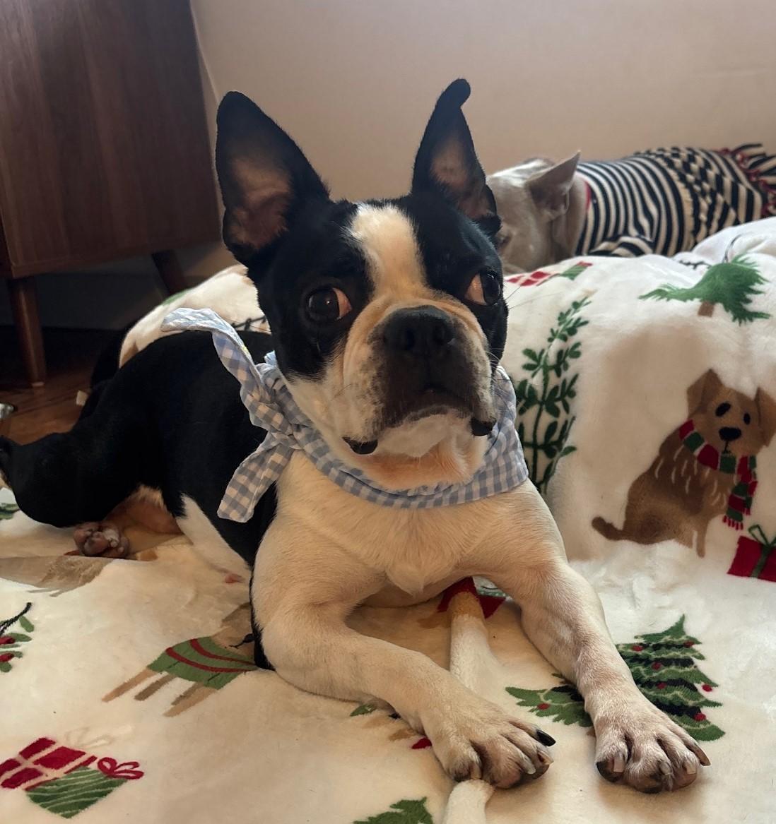 Enlarge Oreo in IA, a ADOPTABLE Boston Terrier in Des Moines, IA image 5/6