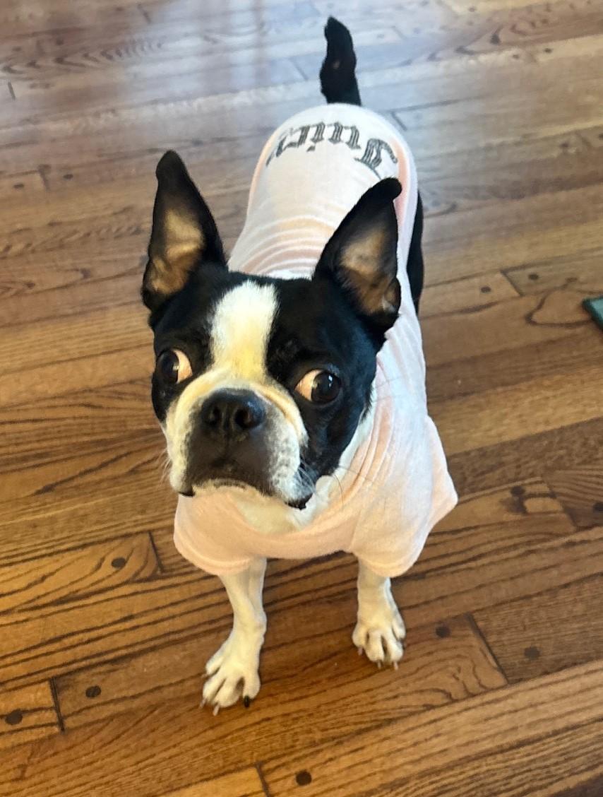 Enlarge Oreo in IA, a ADOPTABLE Boston Terrier in Des Moines, IA image 6/6