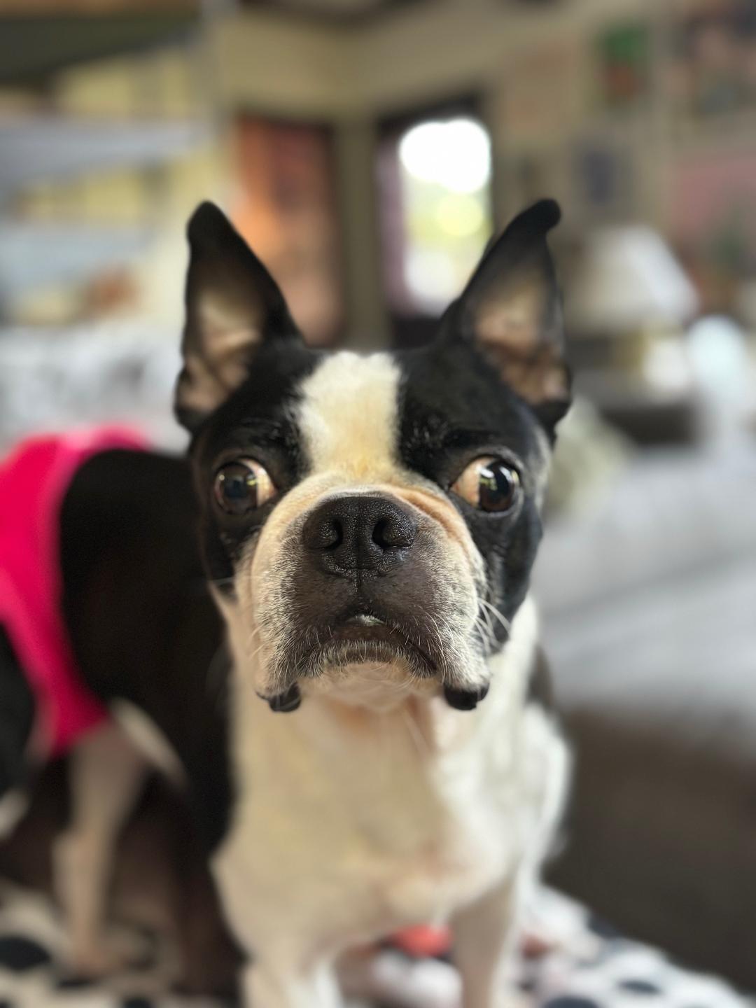 Enlarge Oreo in IA, a ADOPTABLE Boston Terrier in Des Moines, IA image 5/5
