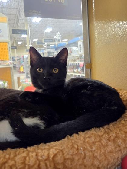 Enlarge Adjective, a Adoptable mixed breed in Phoenix, AZ image 1/2