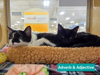 Enlarge Adjective, a Adoptable mixed breed in Phoenix, AZ image 2/2